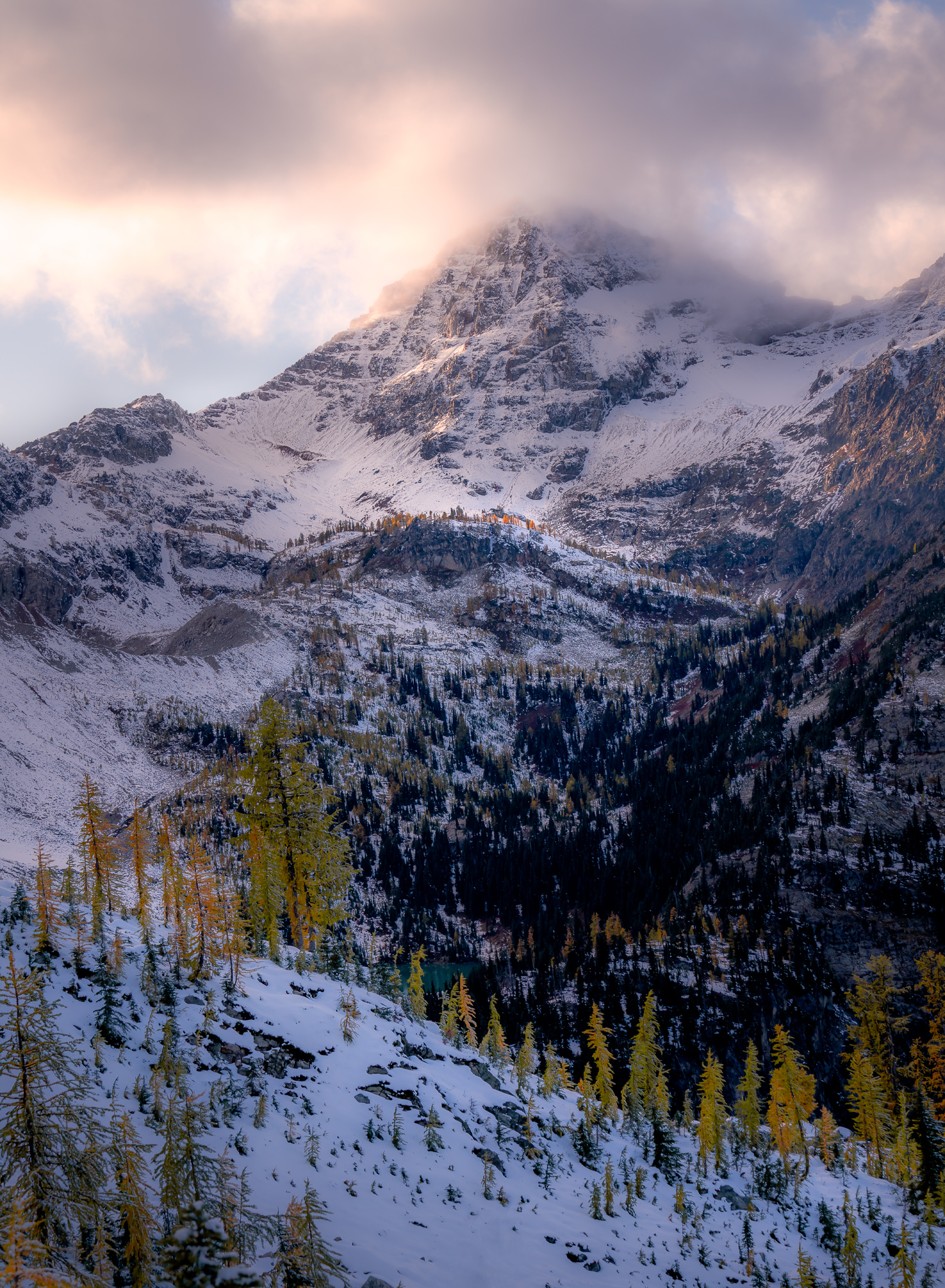 Beautiful larches coated with fresh snow in the North Cascades